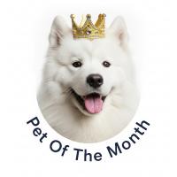 a pet of the month award